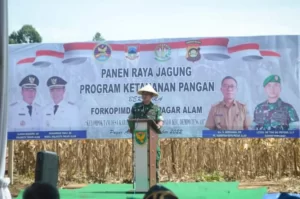 Panen Raya Jagung Pagar Alam