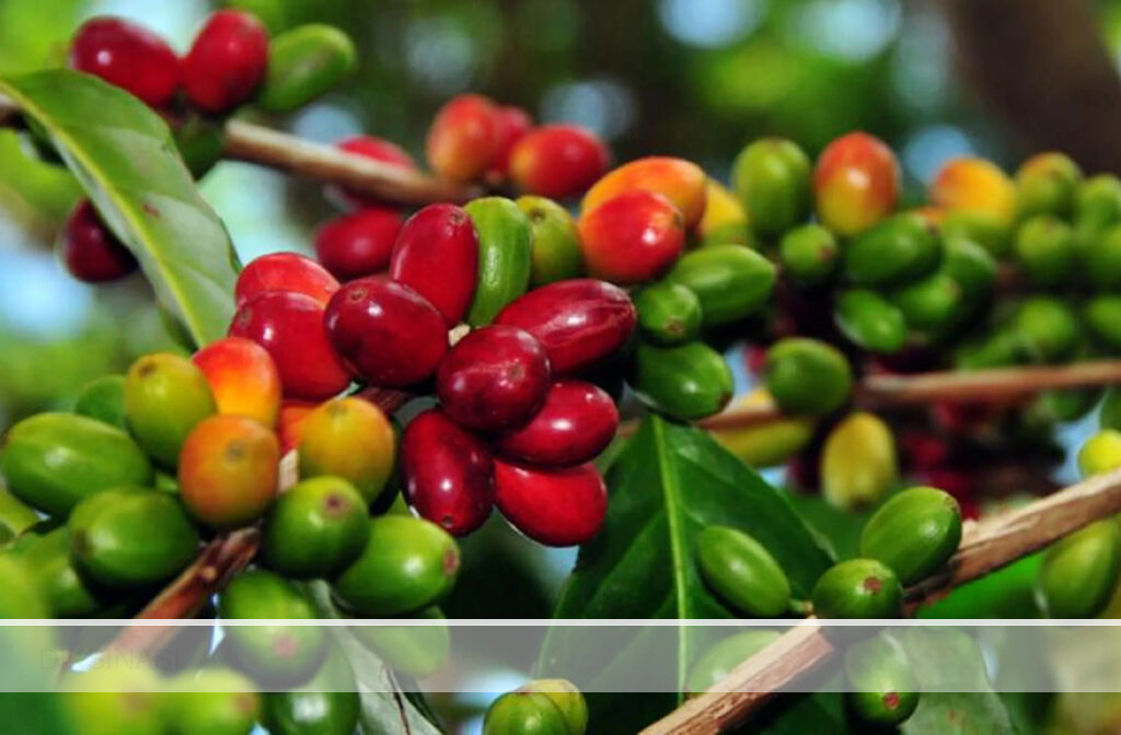 Harga Kopi Robusta Alami Kenaikan gambar diambil dari : kampustani.com