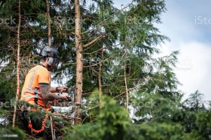 Setengah Juta Hektare Lebih, Luas Hutan Indonesia Berkurang dalam 5 Tahun. Sumber foto : istockphoto