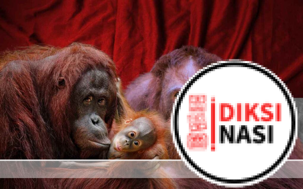 Hari Orangutan Sedunia, Lindungi Binatang Endemik Terancam