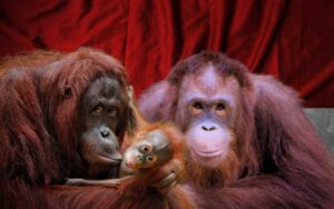 Hari Orangutan Sedunia, Lindungi Binatang Endemik Terancam