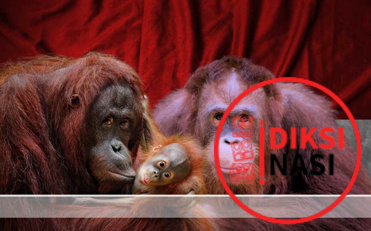 Hari Orangutan Sedunia, Lindungi Binatang Endemik Terancam