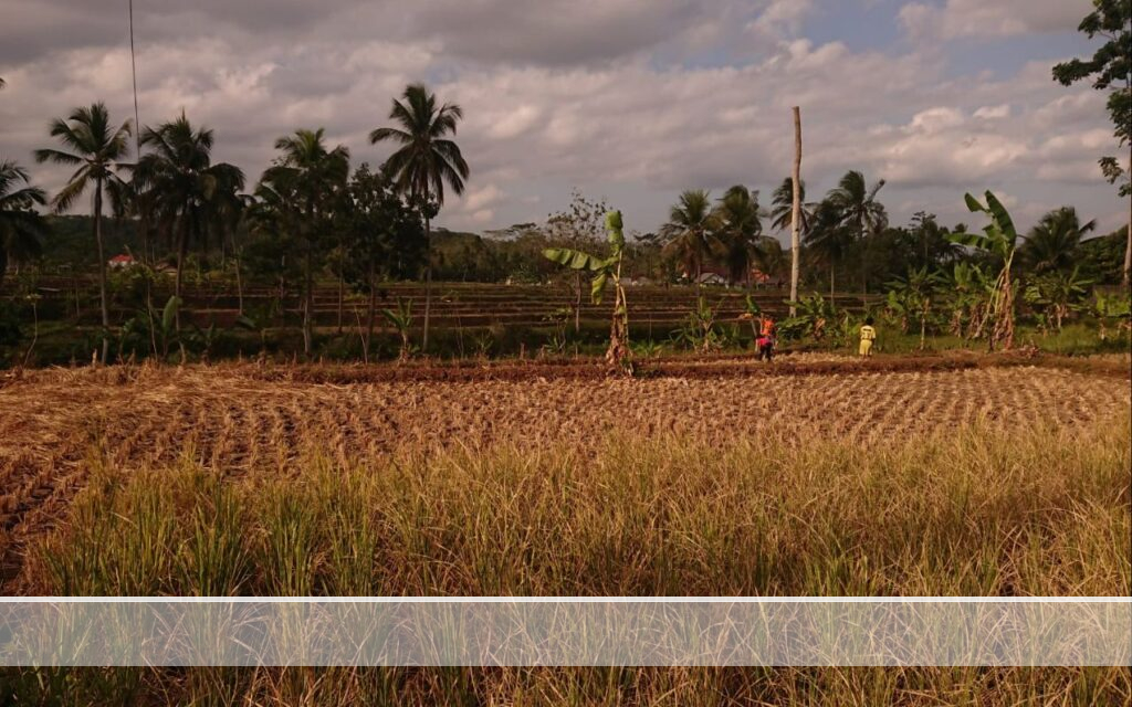 Sungai Cileueur Surut, Hektaran Sawah Tak Terairi, Petani Menjerit