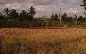 Sungai Cileueur Surut, Hektaran Sawah Tak Terairi, Petani Menjerit