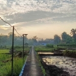 Harga Beras Ciamis Melonjak Jelang Puasa, Elnino jadi Tersangka