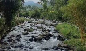 Tak Lengkap ke Cadas Ngampar Tanpa Puyuh Goreng Bu Latifah