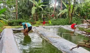 Saluran Air Cilayung Rusak, Ratusan Pembudidaya Ikan Merana