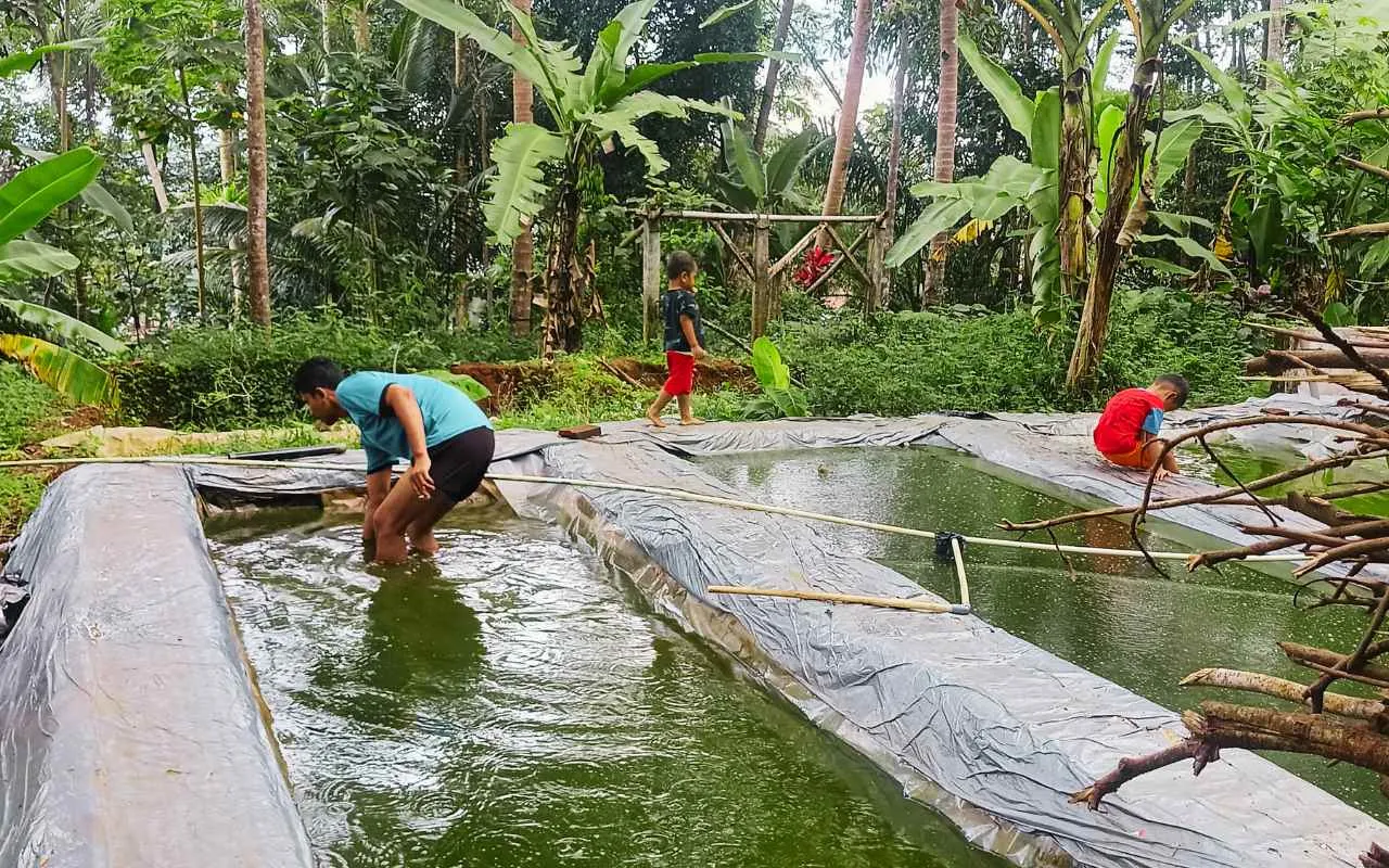 Saluran Air Cilayung Rusak, Ratusan Pembudidaya Ikan Merana